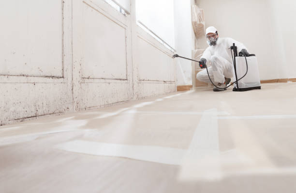 Black mold remediation team in Dundas